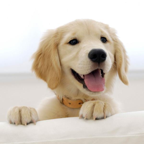 Nombre para Perros Labradores Machos Significado