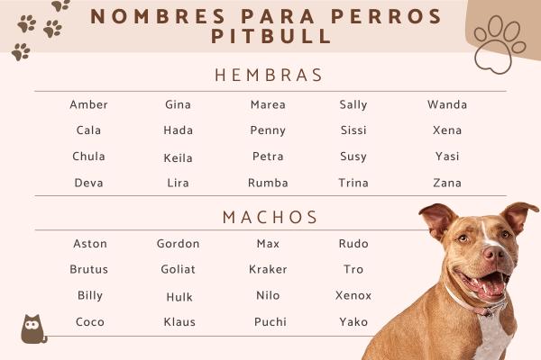 Nombre para Perros Pitbull Machos con Significado