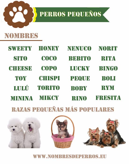 Nombre para Perros Recién Nacidos
