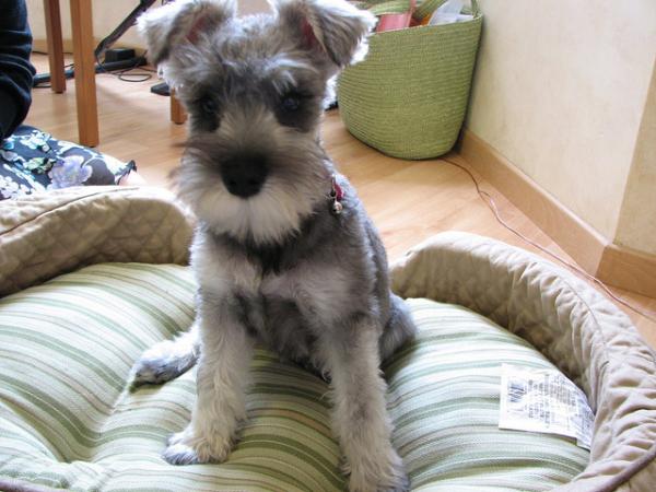 Nombre para Perros Schnauzer Machos con Significado