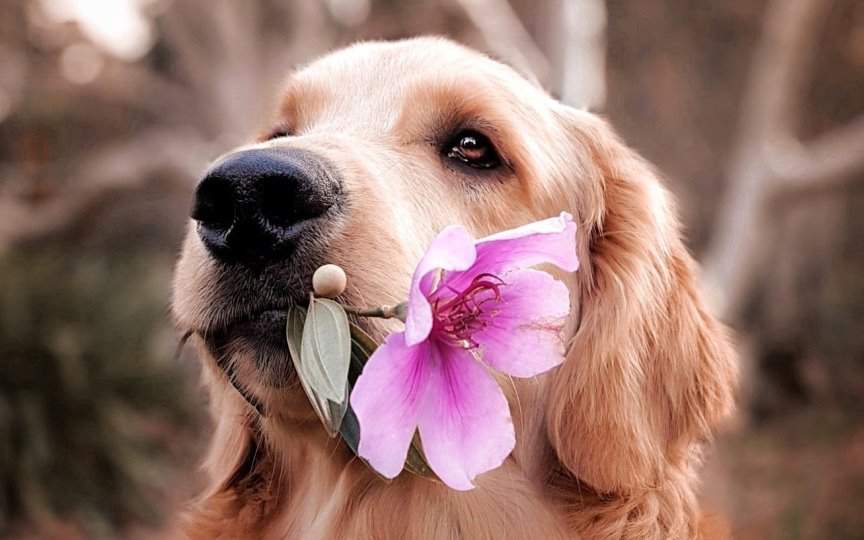 Nombres africanos para perros hembras 2