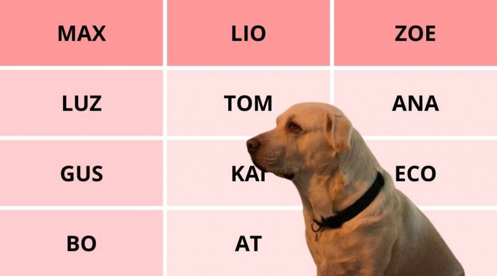 Nombres para perros xoloitzcuintle macho 3