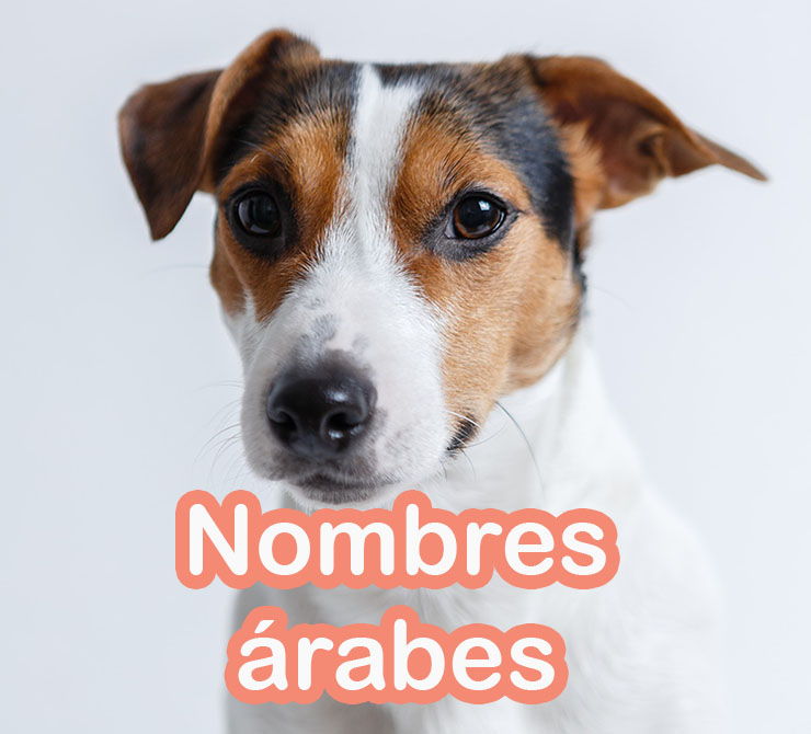 Nombres Árabes para Perros Pequeños