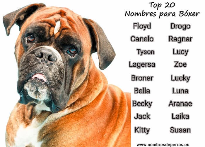 Nombres Bonitos para Perros Boxer Hembra