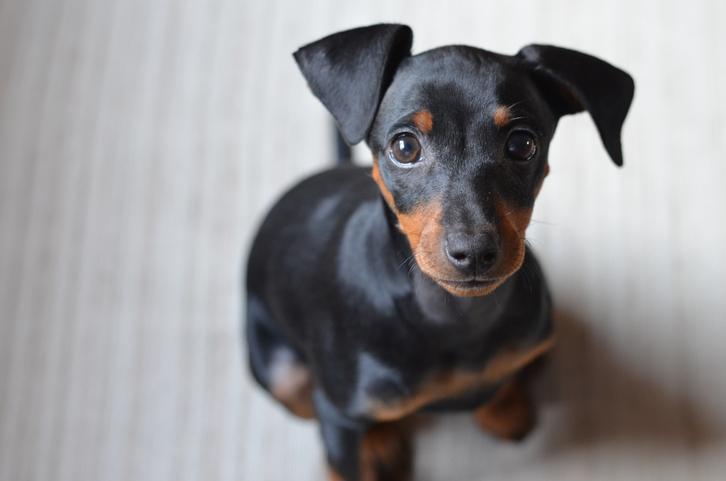 Nombres Bonitos para Perros Pincher