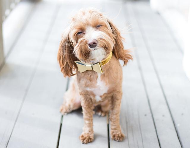 Nombres Cagados para Perros
