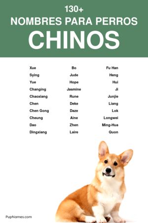 Nombres chinos para perros hembras con significado 1
