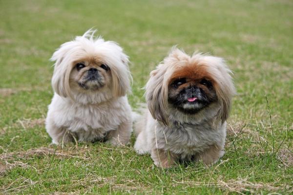 Nombres Chinos para Perros Shih Tzu