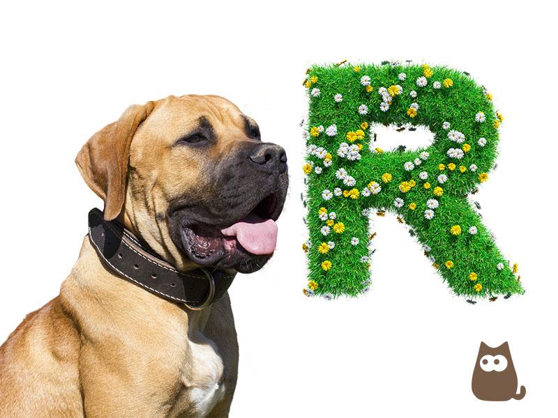 Nombres con R para Perros
