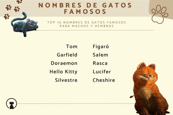 Nombres de cantantes para gatos 4