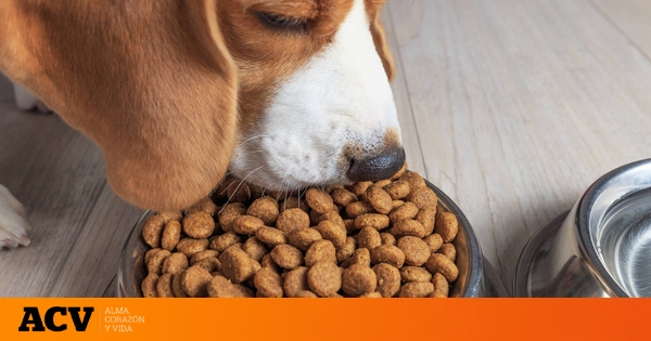 Nombres de Concentrados para Perros