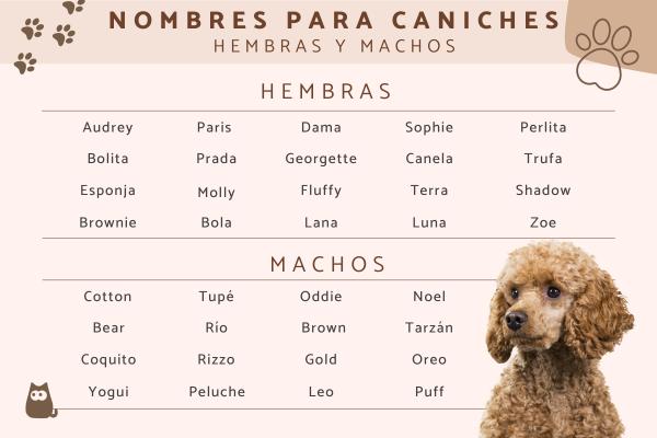 Nombres de Cuidos para Perros