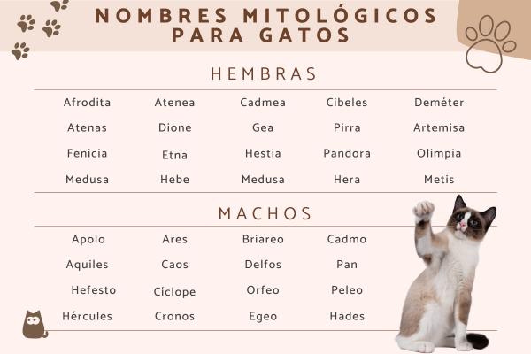 Nombres de Filósofos para Gatos