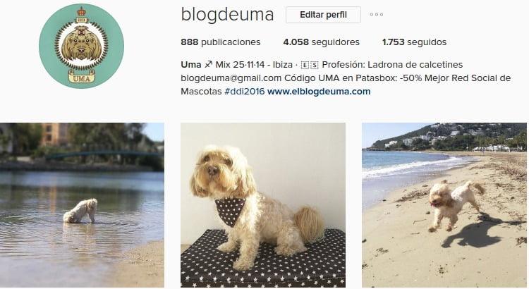 Nombres de Instagram para Perros