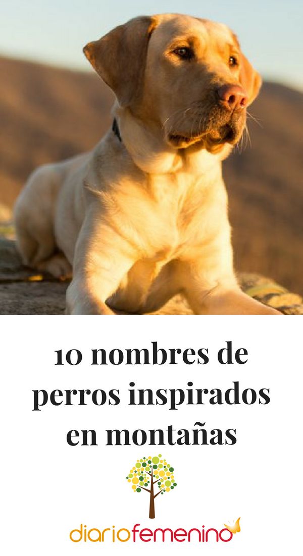 Nombres de Montañas para Perros
