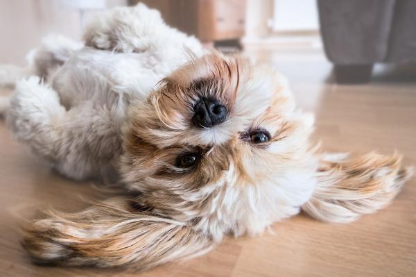 Nombres de Paises o Ciudades para Perros