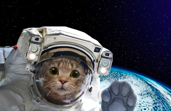 Nombres de planetas para gatos 3