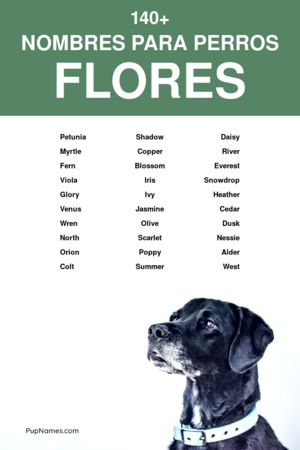 Nombres de Plantas para Perros