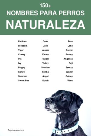 Nombres de Ríos para Perros
