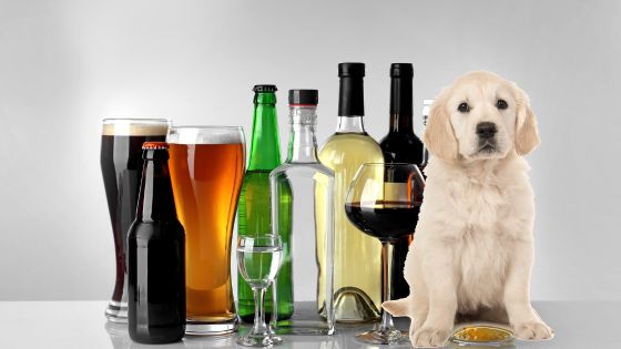 Nombres de Tragos para Perros