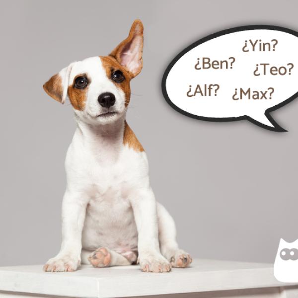 Nombres de Tres Letras para Perros