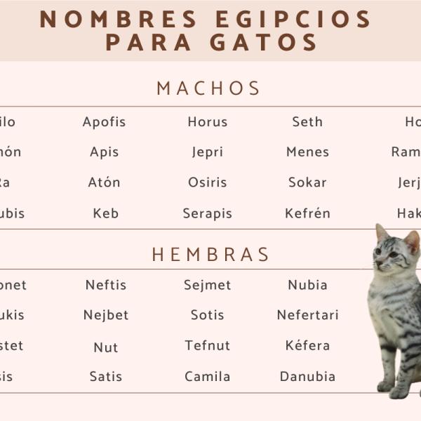 Nombres egipcios para gatas hembras 4