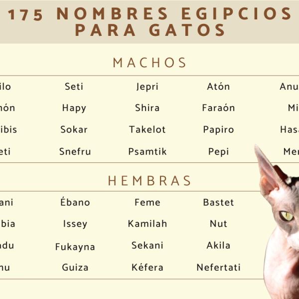 Nombres egipcios para gatas negras 4