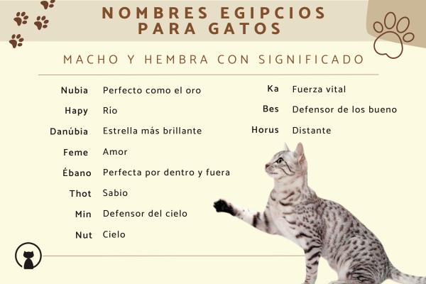 Nombres Egipcios para Gatas Negras