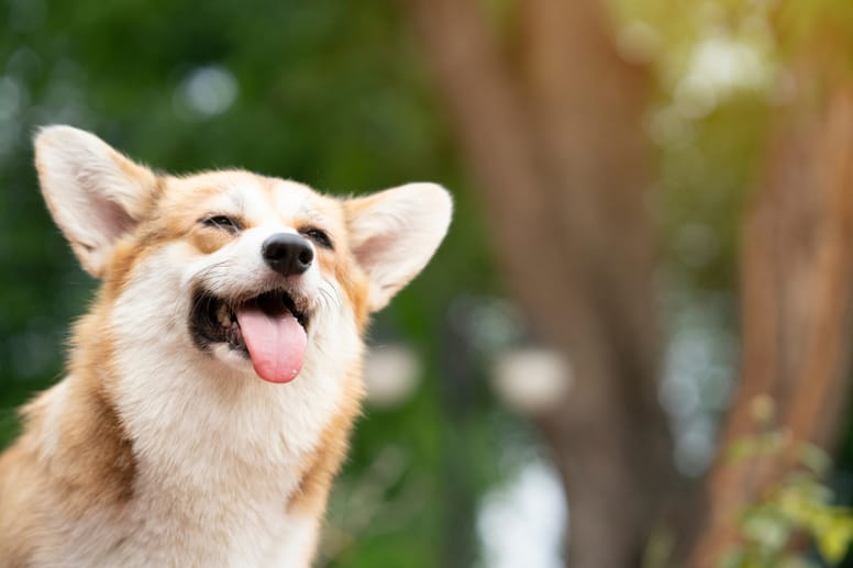 Nombres elficos para perros 1