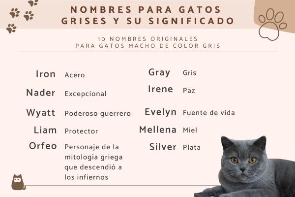 Nombres en latin para gatos 5