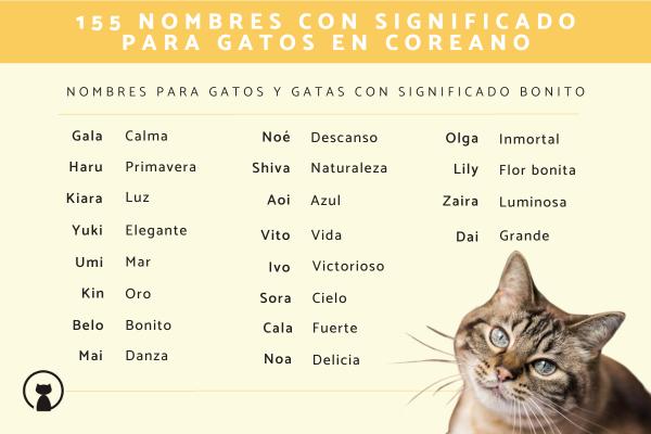 Nombres en latin para gatos 1