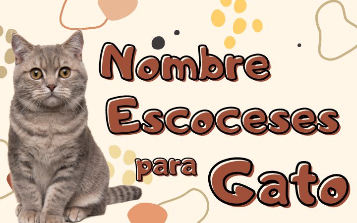 Nombres en latin para gatos 3
