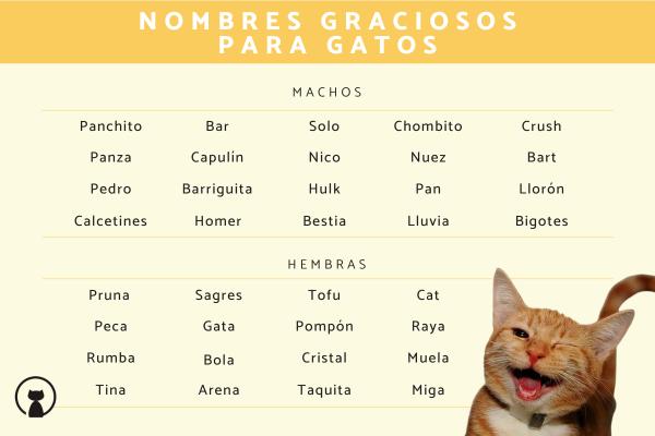 Nombres feos para gatos 1