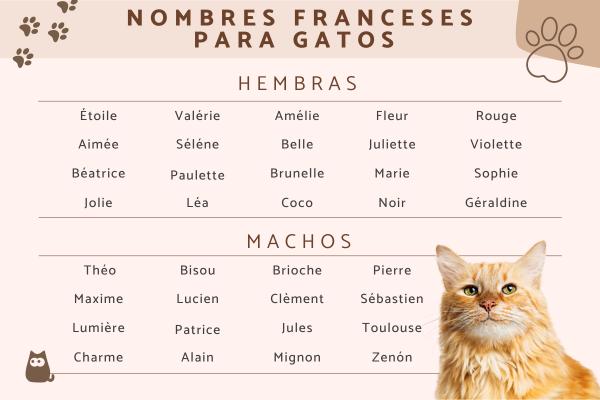 Nombres franceses para gatas 1