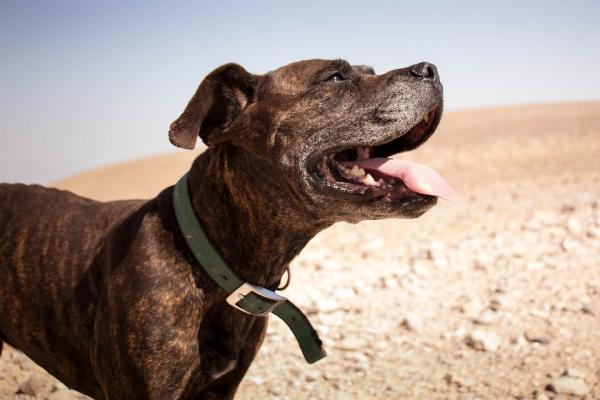 Nombres Gitanos para Perros