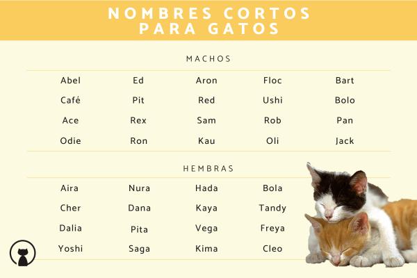 Nombres hawaianos para gatos 1