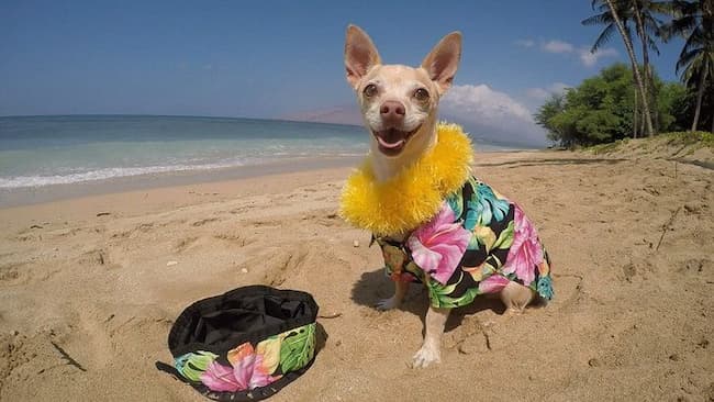Nombres hawaianos para perros 1