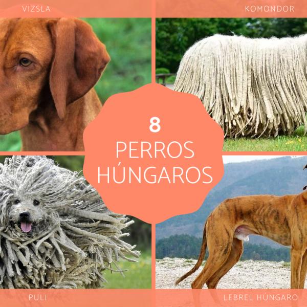 Nombres hippies para perros 3