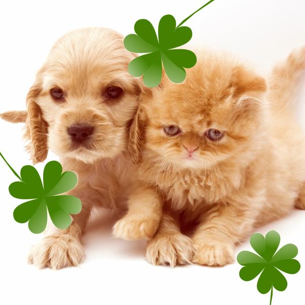 Nombres irlandeses para gatos 3