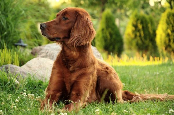 Nombres Irlandeses para Perros