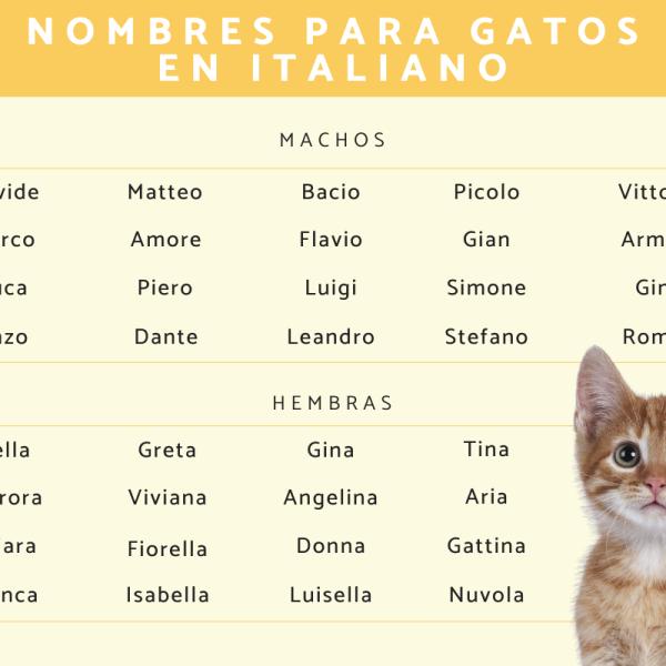 Nombres italianos para gatas 6