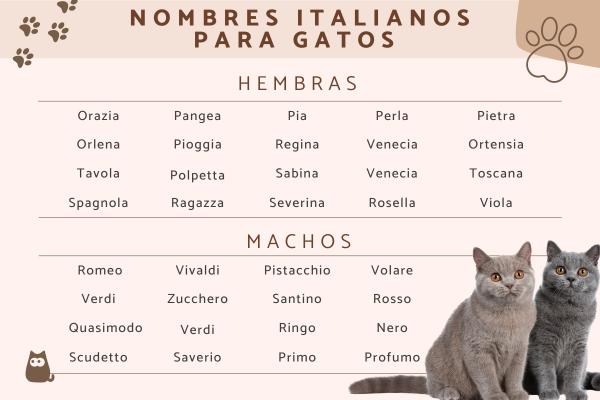 Nombres italianos para gatas 1