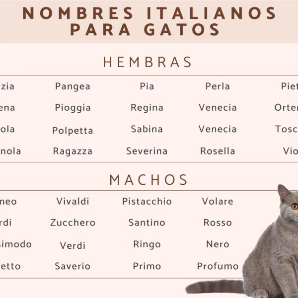 Nombres italianos para gatas 3
