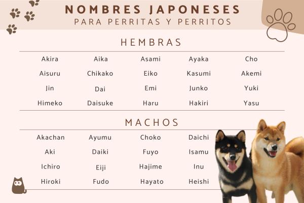 Nombres Japoneses para Perros Husky