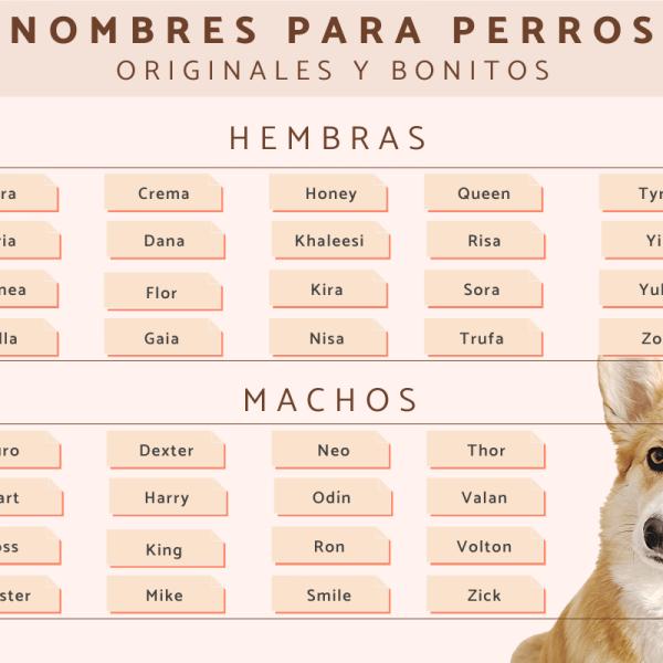 Nombres Literarios para Perros