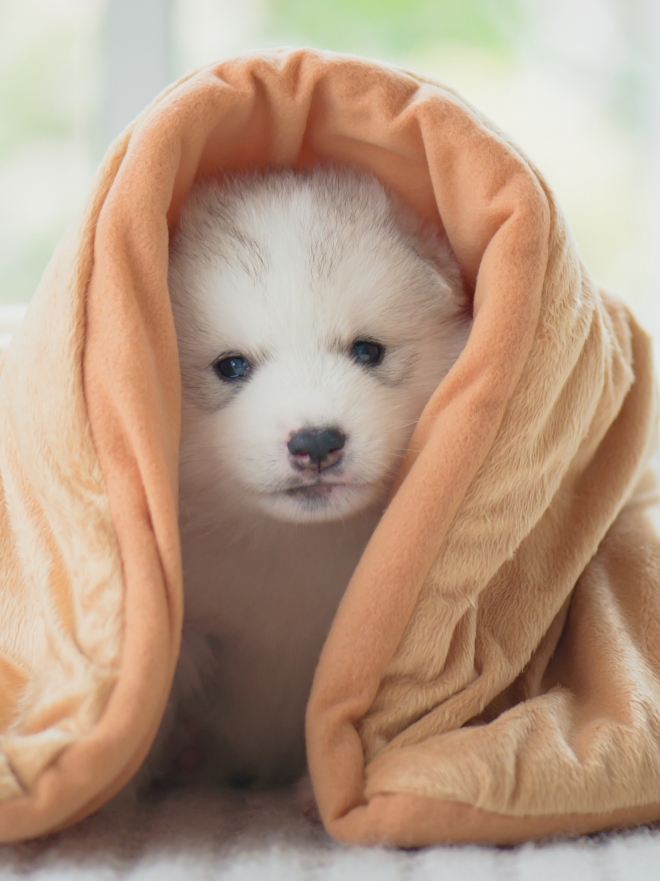 Nombres Matematicos para Perros