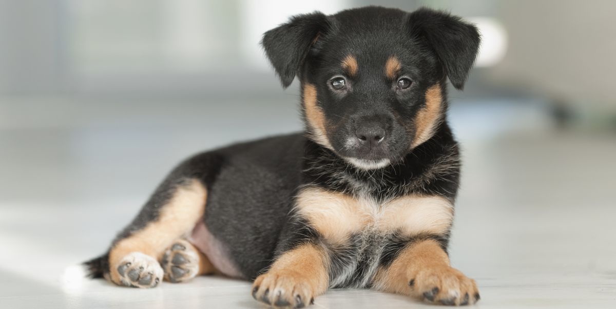 Nombres matematicos para perros 3