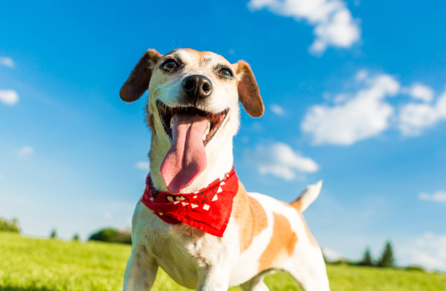 Nombres Musicales para Perros