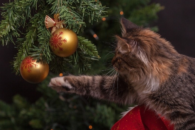Nombres Navideños para Gatos