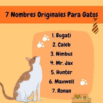 Nombres neutros para gatos 3